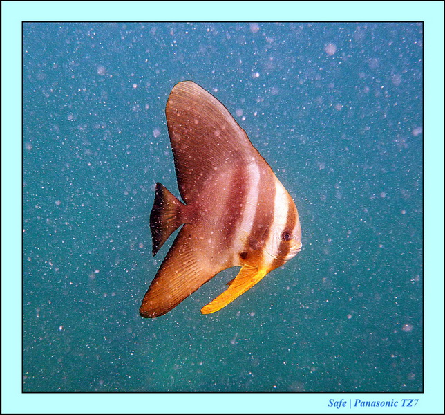 2011 - 07 - Koh Lipe 47